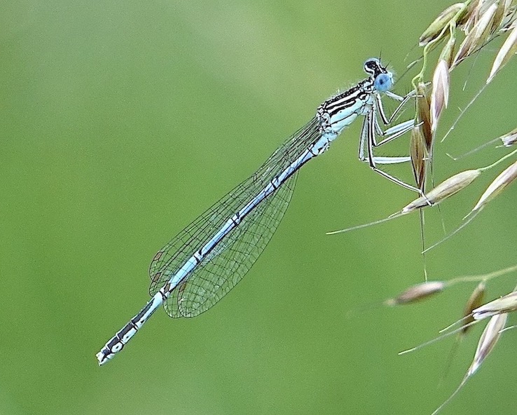 white-legged damselfly